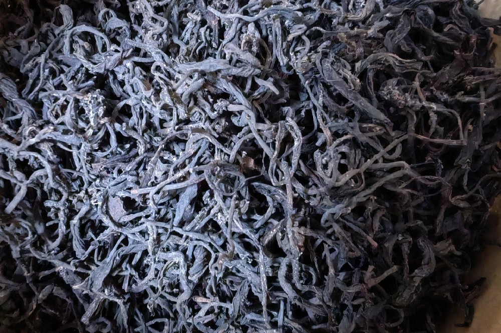 传统工艺六堡茶:山塘岐的百年茶魂,藏在每一片茶叶里的“古法密码”