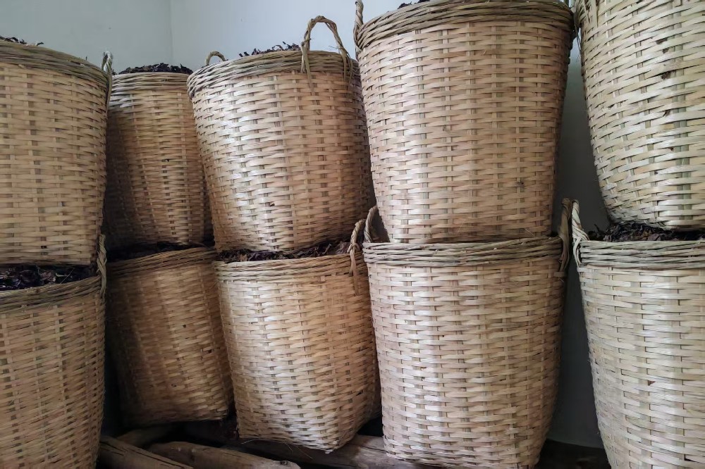 古法六堡茶:时光淬炼的匠心,探寻即将失传的茶中活化石