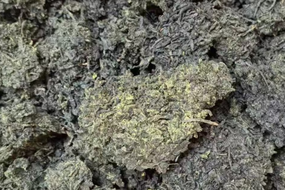 500克100元以下六堡茶能喝吗？一篇讲透“亲民价”背后的品质真相，新手自饮首选