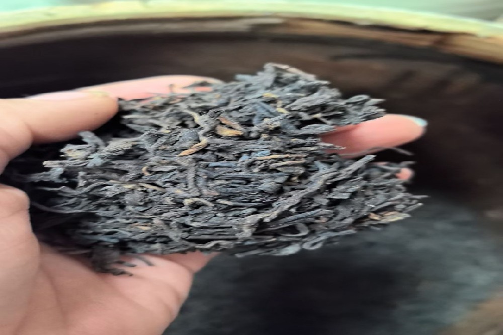 生态茶树：山塘岐六堡茶的自然馈赠与健康守护