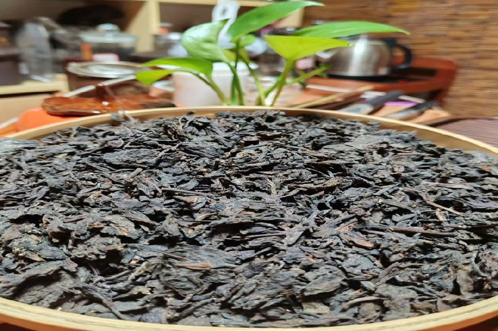 探寻六堡茶本源：山塘岐品牌，核心产区的源头茶香