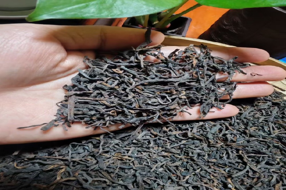 山塘岐六堡茶：探秘现代工艺与传统工艺的时空对话