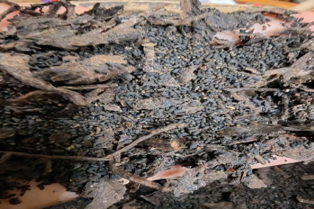 探秘苍梧核心产区：山塘岐牌金花六堡茶的匠心与陈韵