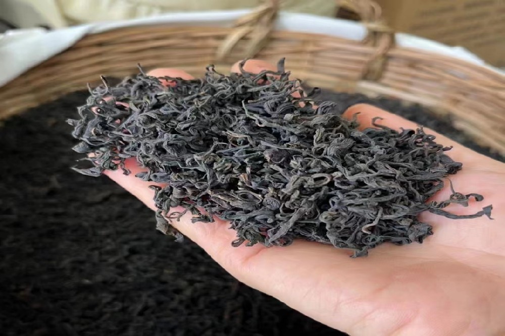 解锁六堡茶“金花”奥秘：冠突散囊菌，如何成就山塘岐牌六堡茶的养生价值与醇厚风味？