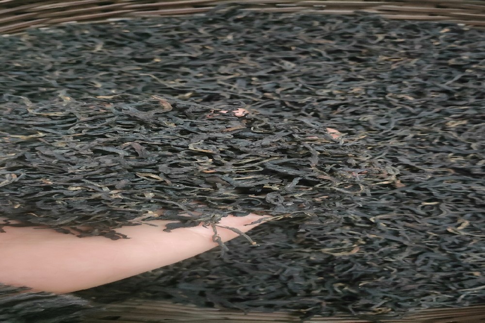 探寻六堡茶滋味：一口来自苍梧六堡核心产区的醇厚时光