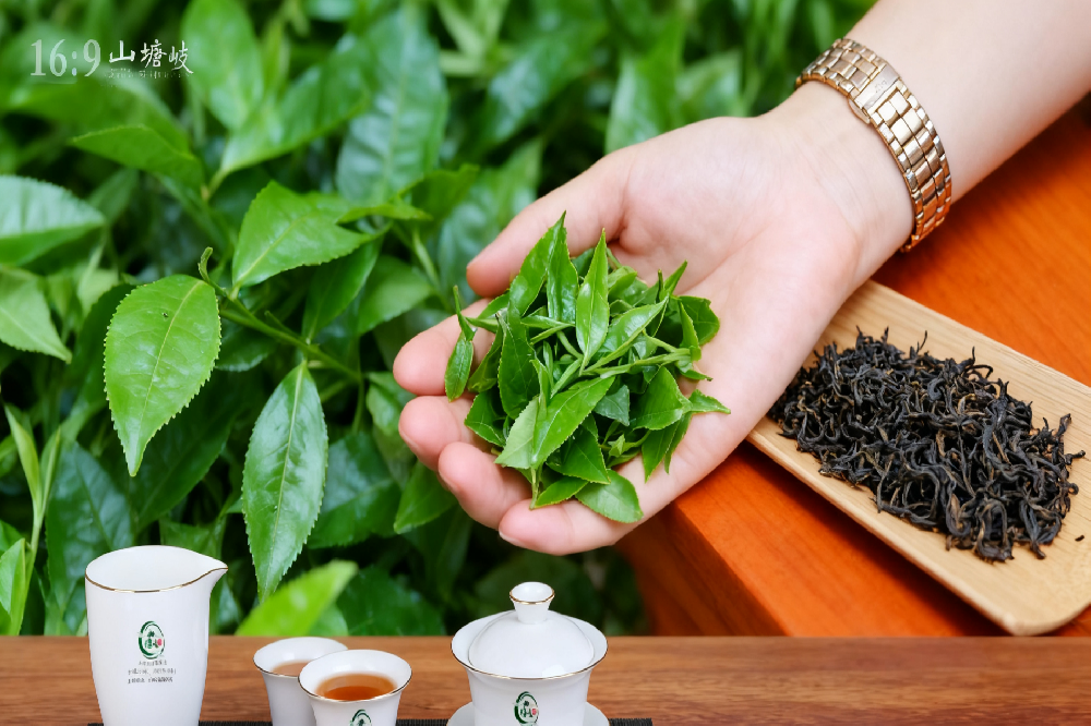 千年茶香传承，山塘岐六堡茶：一盏红浓醇厚的岁月回响
